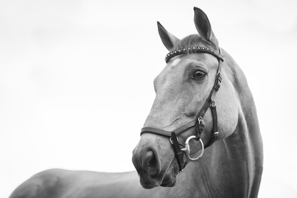 gray scale photo of horse