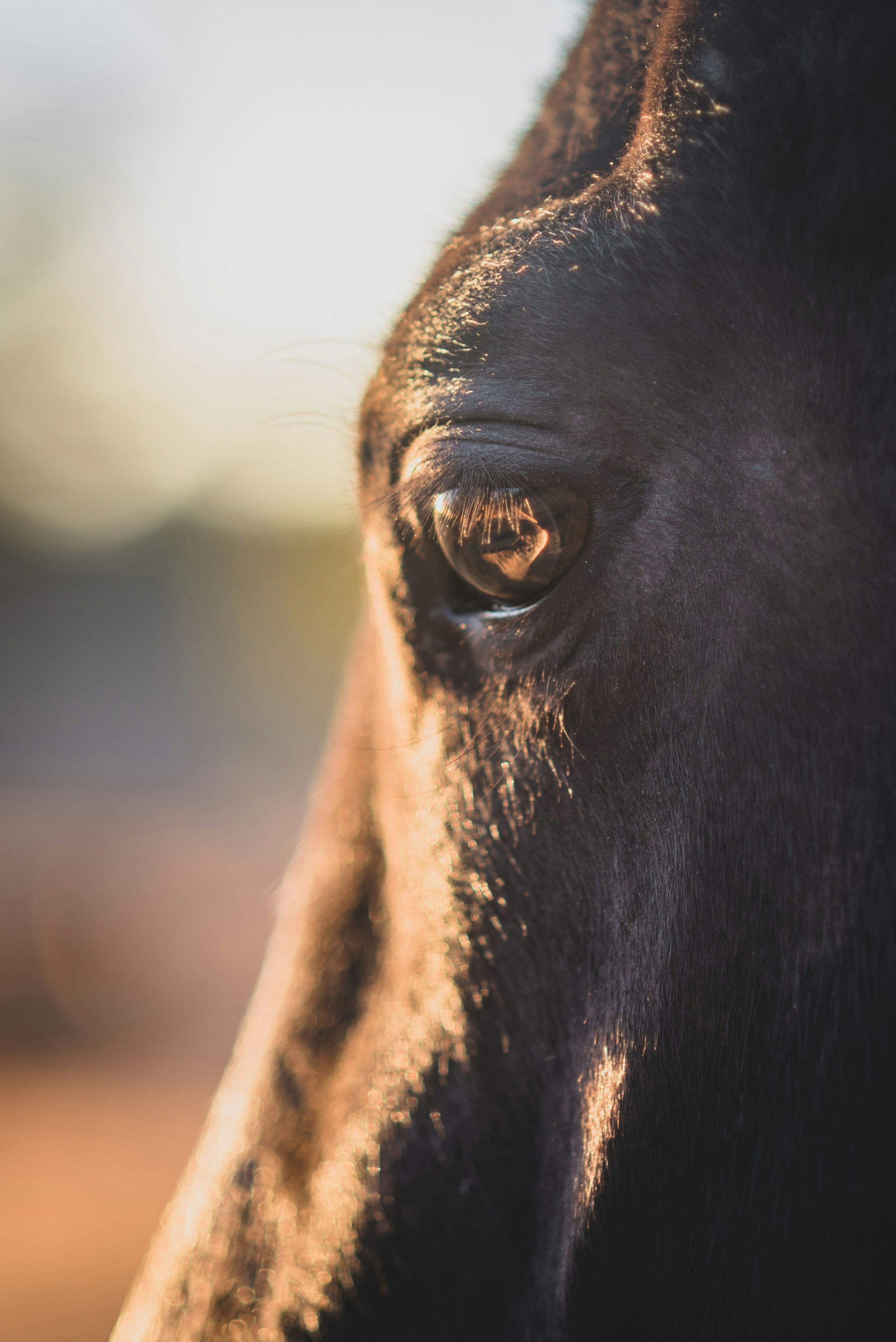 About the photographer, Kirsten LaChance: I’m an equestrian and creative with a love for adventure. I’ve spent hundreds of hours researching and practicing my craft to bring you the best content possible. I hope you enjoy my work and please give credit to KNL photo if possible. My website is www.knlachance.com