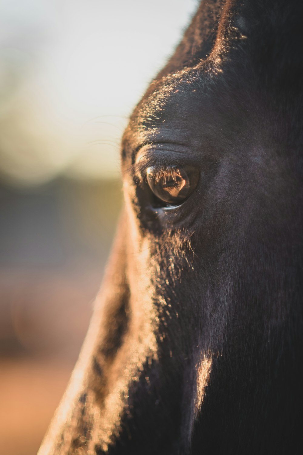 shallow focus photography of of animal eye