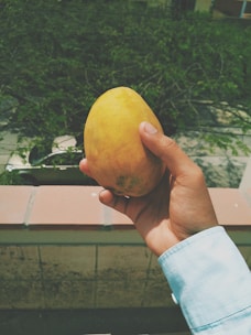 A hand is holding a ripe, yellow mango outdoors with greenery and a street visible in the background. The hand is dressed in a light blue long-sleeve shirt.