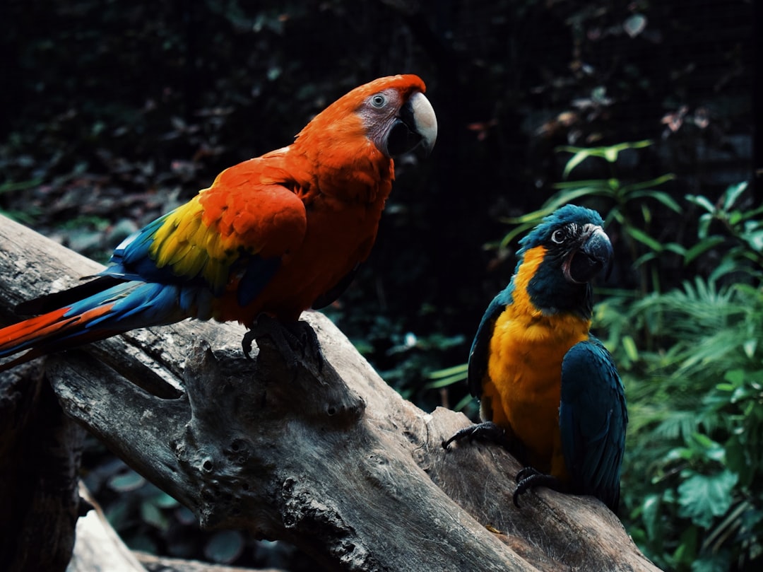 Wildlife photo spot Tenerife San Sebastián