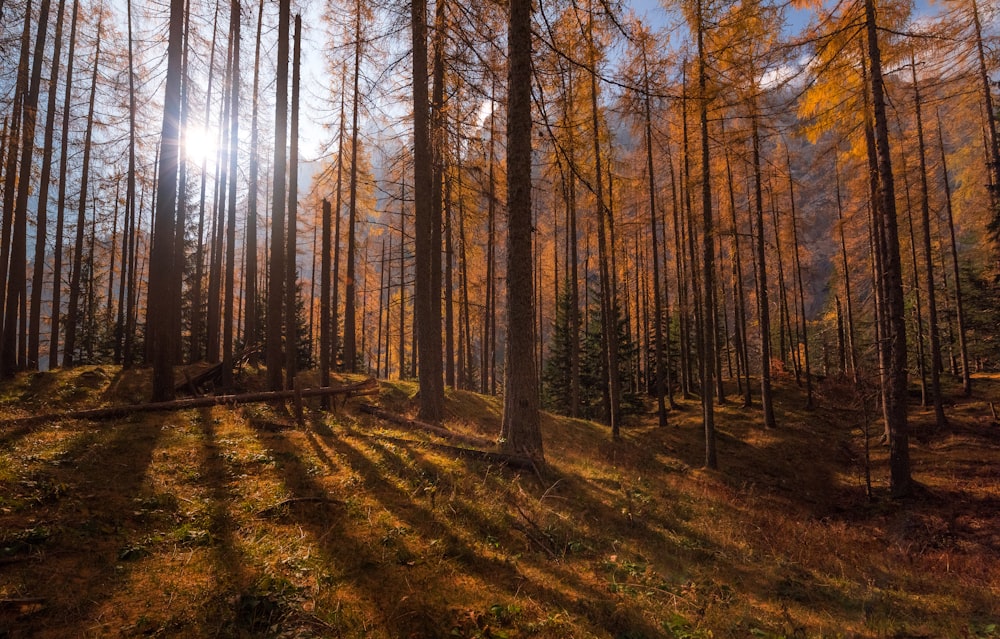 photography of forest during daytime