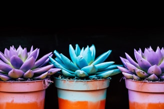 Three vibrantly colored succulents planted in small, gradient orange clay pots. The succulent on the left and right have purple leaves, whereas the one in the middle features blue leaves. The background is a solid black, highlighting the plants and their vivid colors.