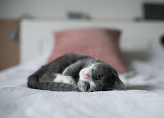 kitten lying down on bed