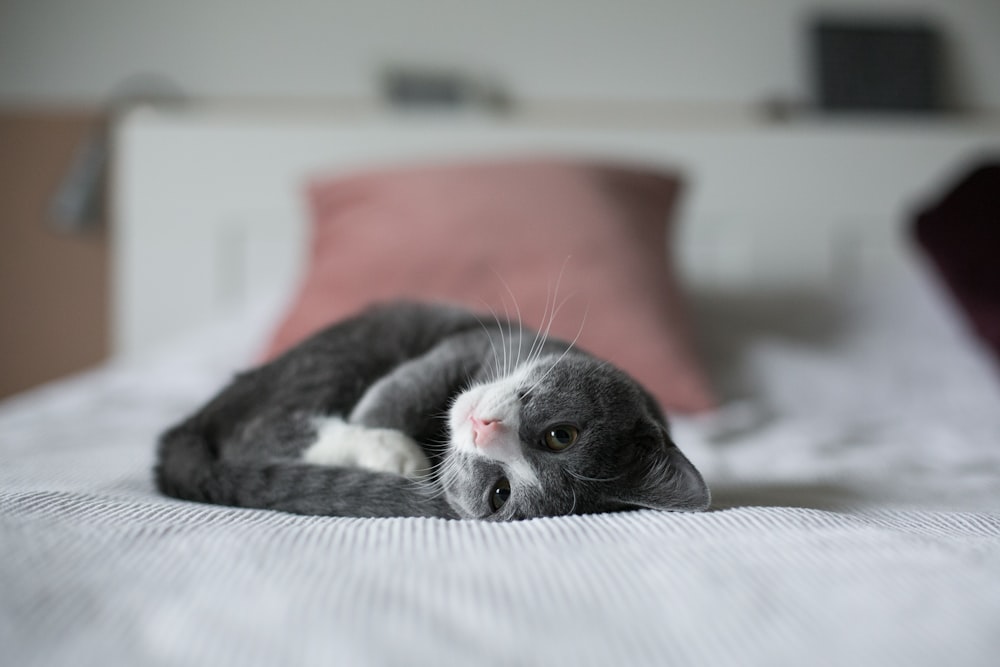 Kätzchen liegt auf dem Bett