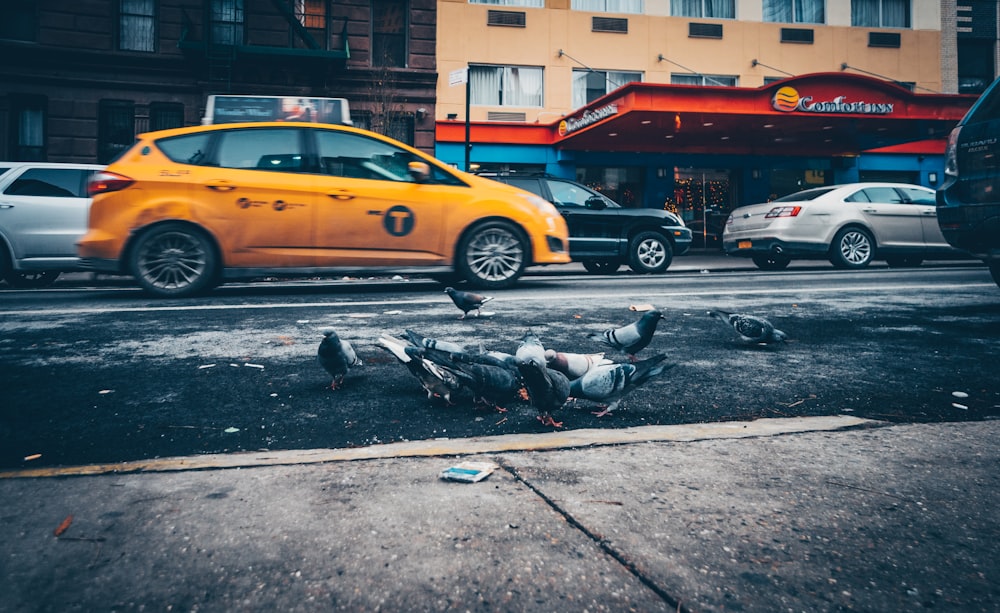 pigeons eating on road