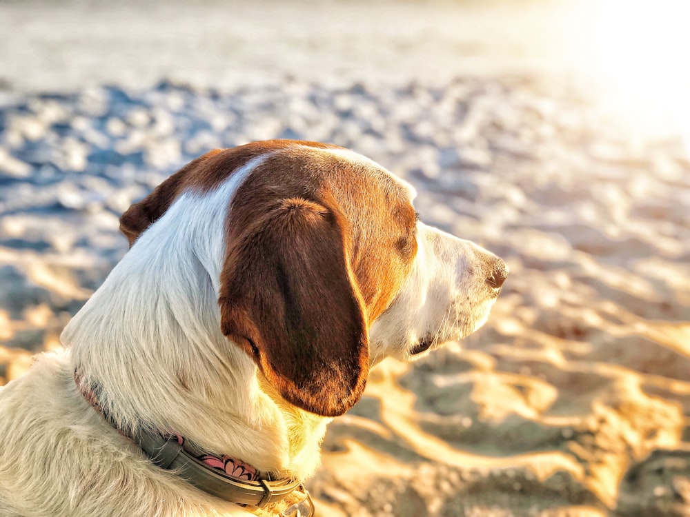 closeup photo of brown dog on sand