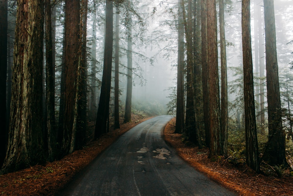 fotografía de paisaje de carretera sinuosa vacía rodeada de árboles