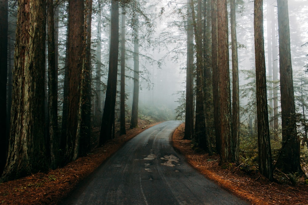 photographie de paysage d’une route sinueuse vide entourée d’arbres