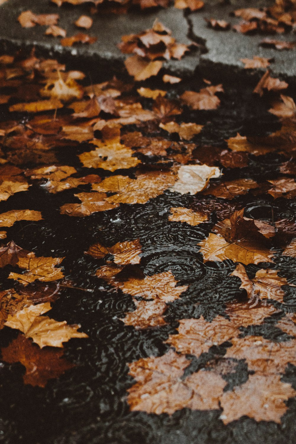 water ripple with maple leaves