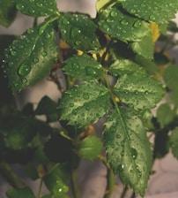 Close-up of fresh Bacopa monnieri leaves glistening with morning dew.
