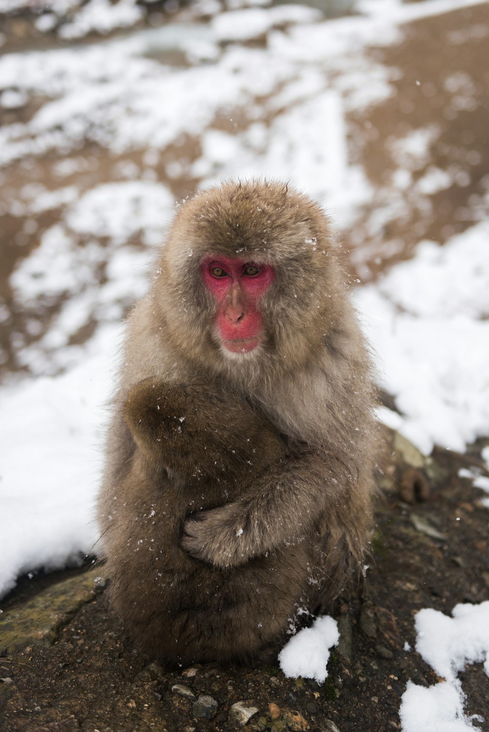 brown monkey on gray stone