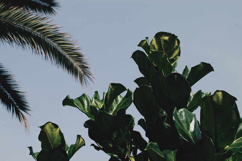 photo of green leafed tree