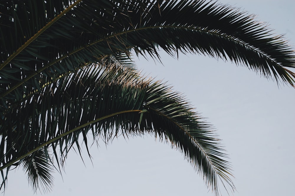 palm tree during daytime