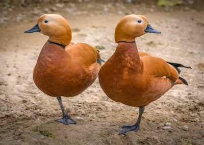 two brown ducks duck zoom background