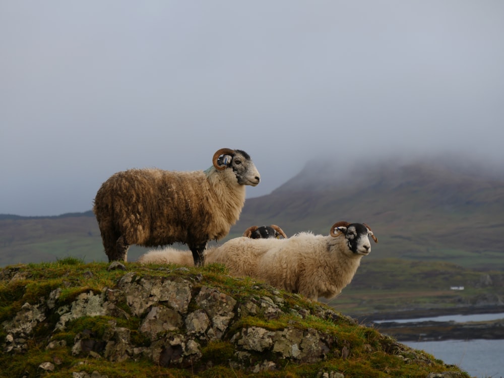 white and brown rams standing on stone