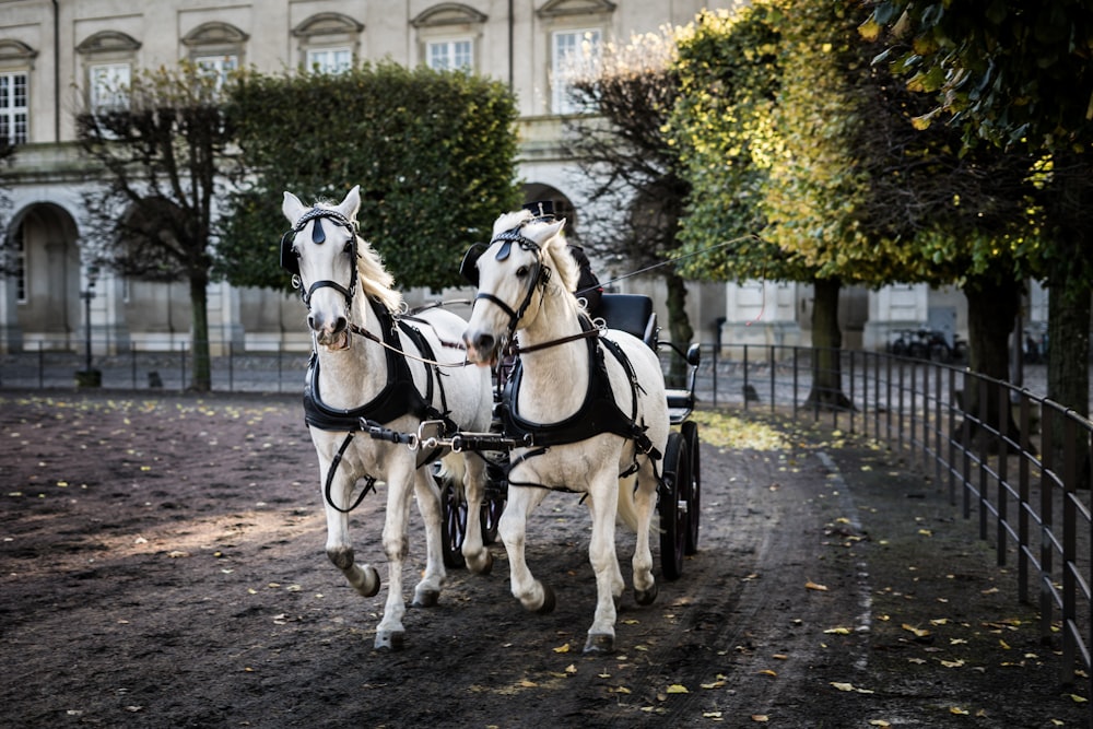 dois cavalos brancos com carruagem