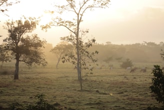 Morning sunlight streaming over rows of fruit trees and grazing cattle on a lush farm.