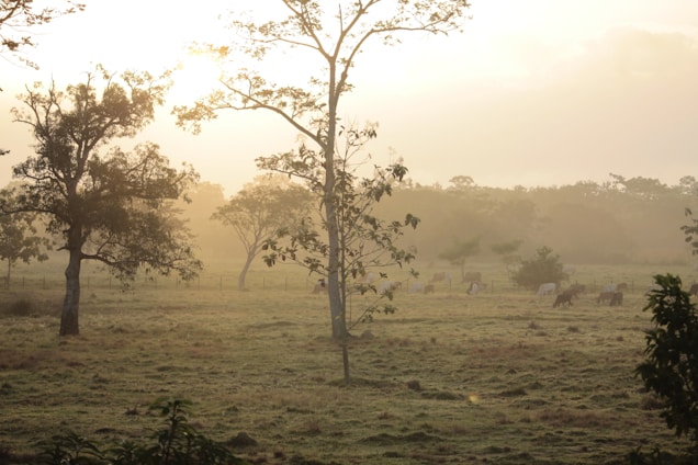 Morning sunlight streaming over rows of fruit trees and grazing cattle on a lush farm.