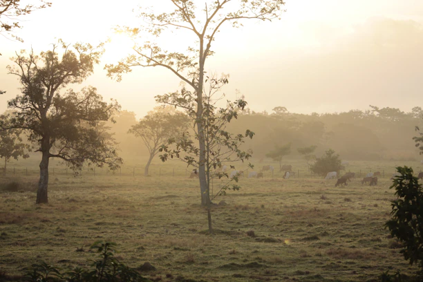 A peaceful sunrise over Shinen Ranch fields with grazing cattle.