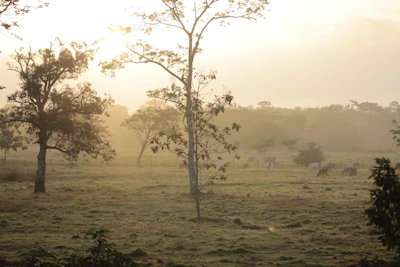Scenic view of the Andean mountains at sunrise with cattle grazing peacefully.