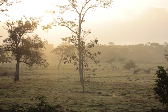 A vibrant farm landscape showing green fields, grazing cattle, and a sunrise in the background.