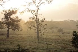 A serene rural landscape during sunrise or sunset with sunlight filtering through scattered trees. The field is dotted with grazing cows, creating a peaceful and pastoral ambiance.