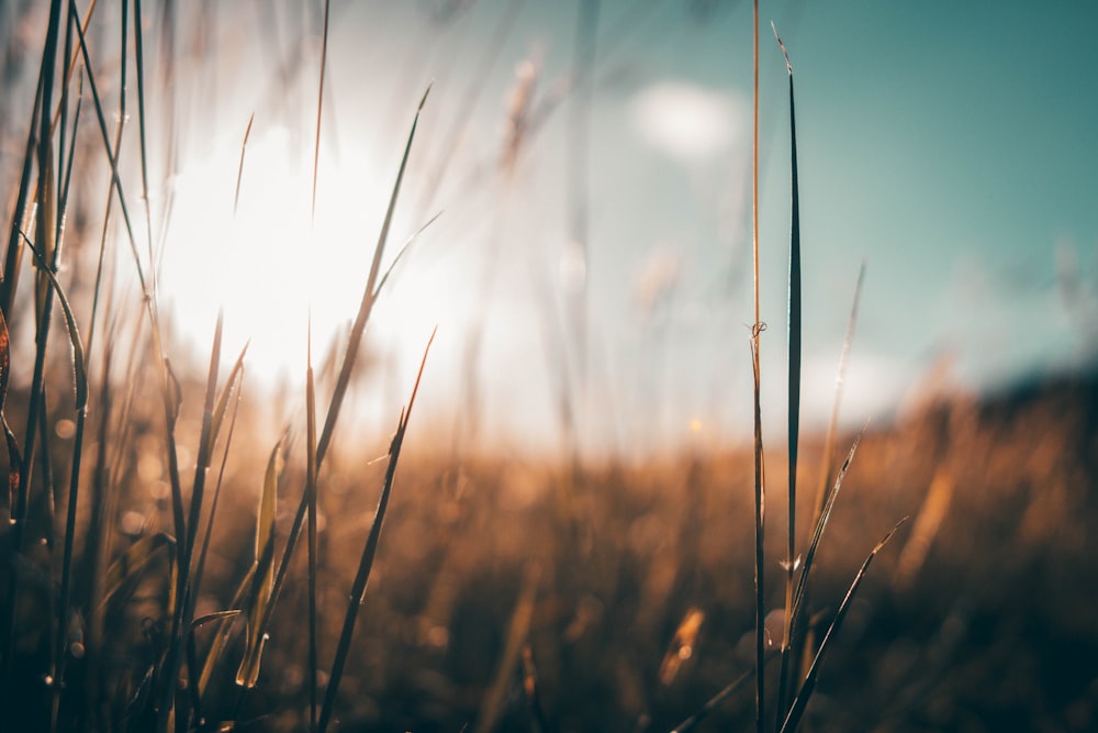 Photographie sélective de la plante brune