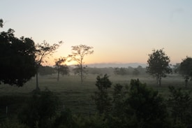 The image features a serene landscape during sunrise or sunset, with a gentle mist surrounding sparse trees spread across a grassy field. The sky is a soft gradient of light blue and orange hues, creating a peaceful and tranquil atmosphere.