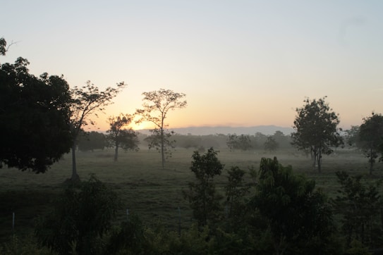 The image features a serene landscape during sunrise or sunset, with a gentle mist surrounding sparse trees spread across a grassy field. The sky is a soft gradient of light blue and orange hues, creating a peaceful and tranquil atmosphere.