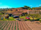 A rural landscape featuring a neatly cultivated farm plot with visible rows of green plants. Two cars, one black and one red, are parked on a grassy area. Several trees with sparse foliage are nearby, and a simple structure or shed is present. A backdrop of a rugged hill serves as the horizon, crowned with various trees and shrubberies.