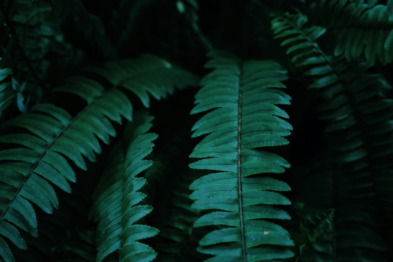 Panasonic Lumix DMC-GF8 sample photo. Green leaves photography