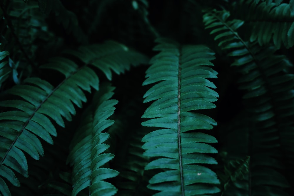 green leaves