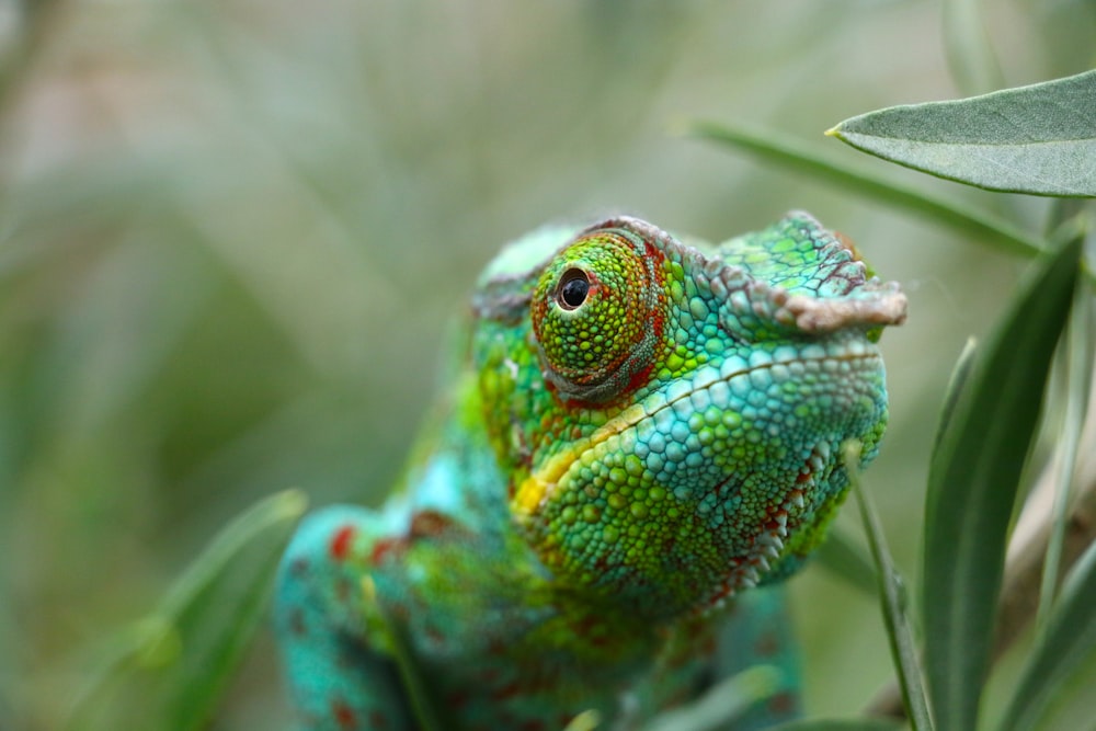 close-up photo of chameleon