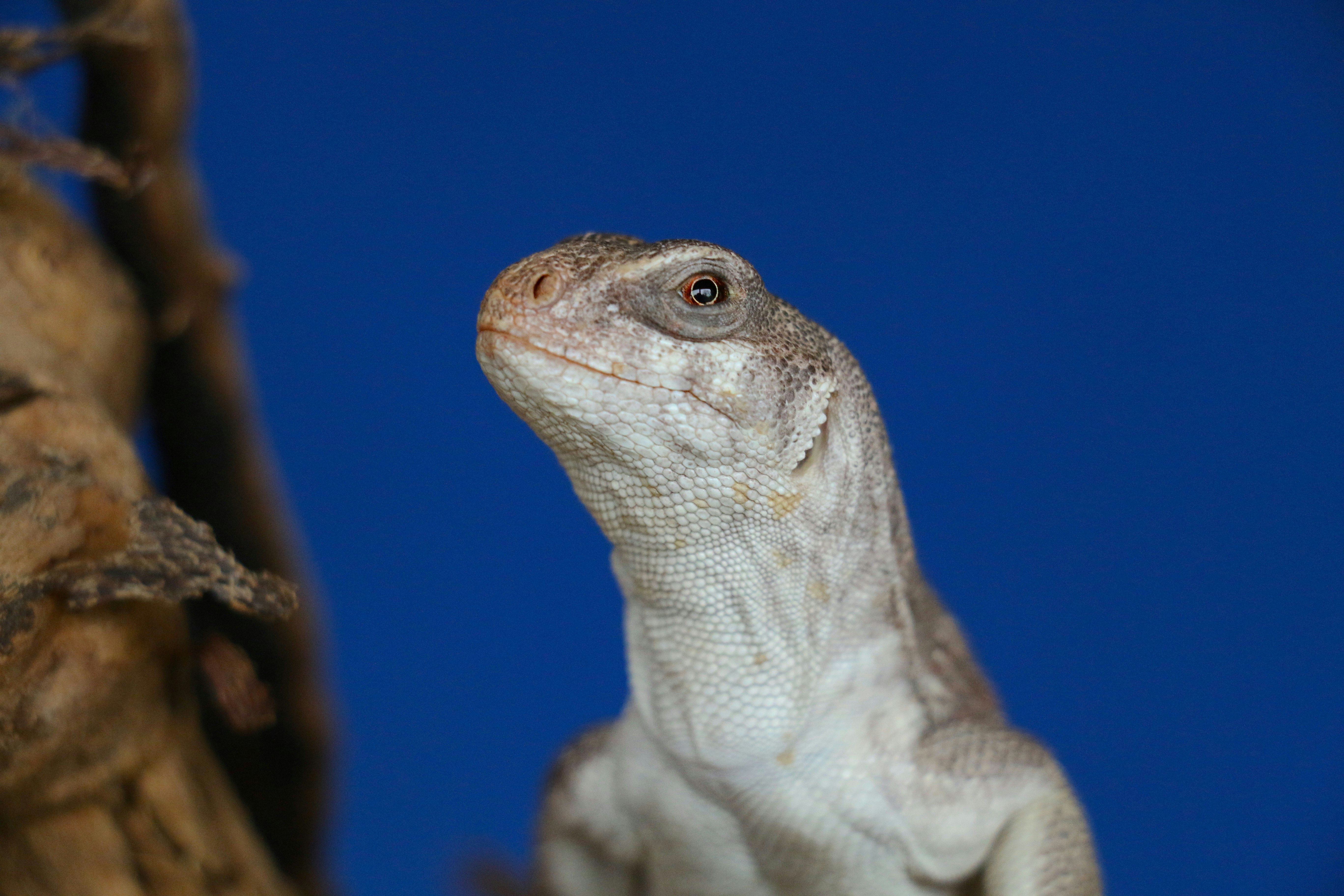 brown and white reptile