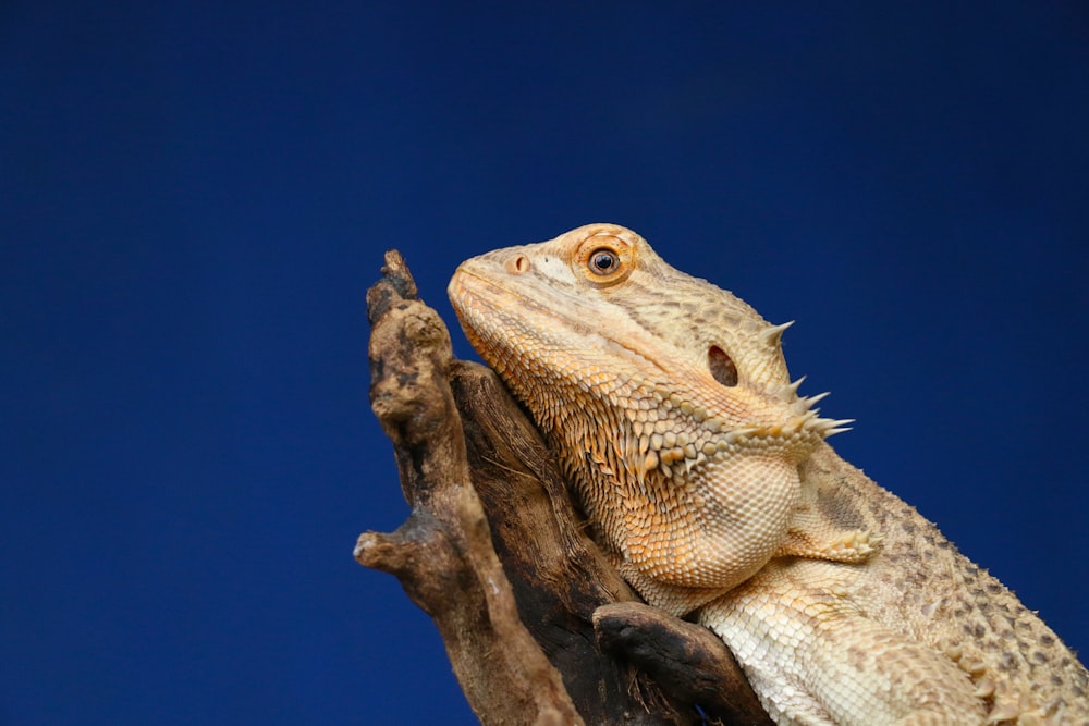 bearded dragon on driftwood