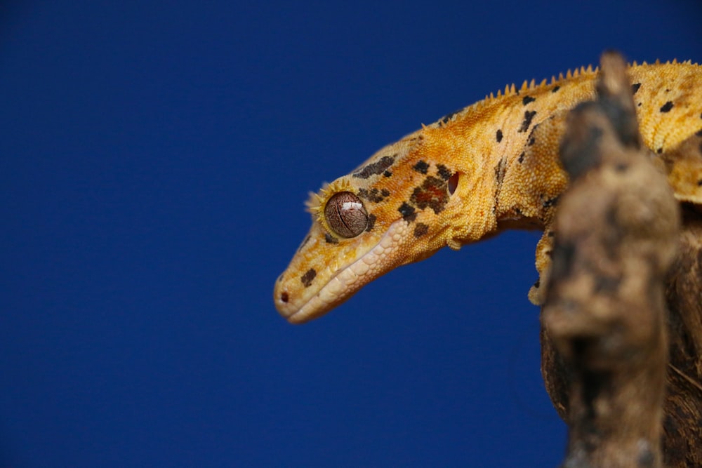 Foto de primer plano de reptil marrón y gris