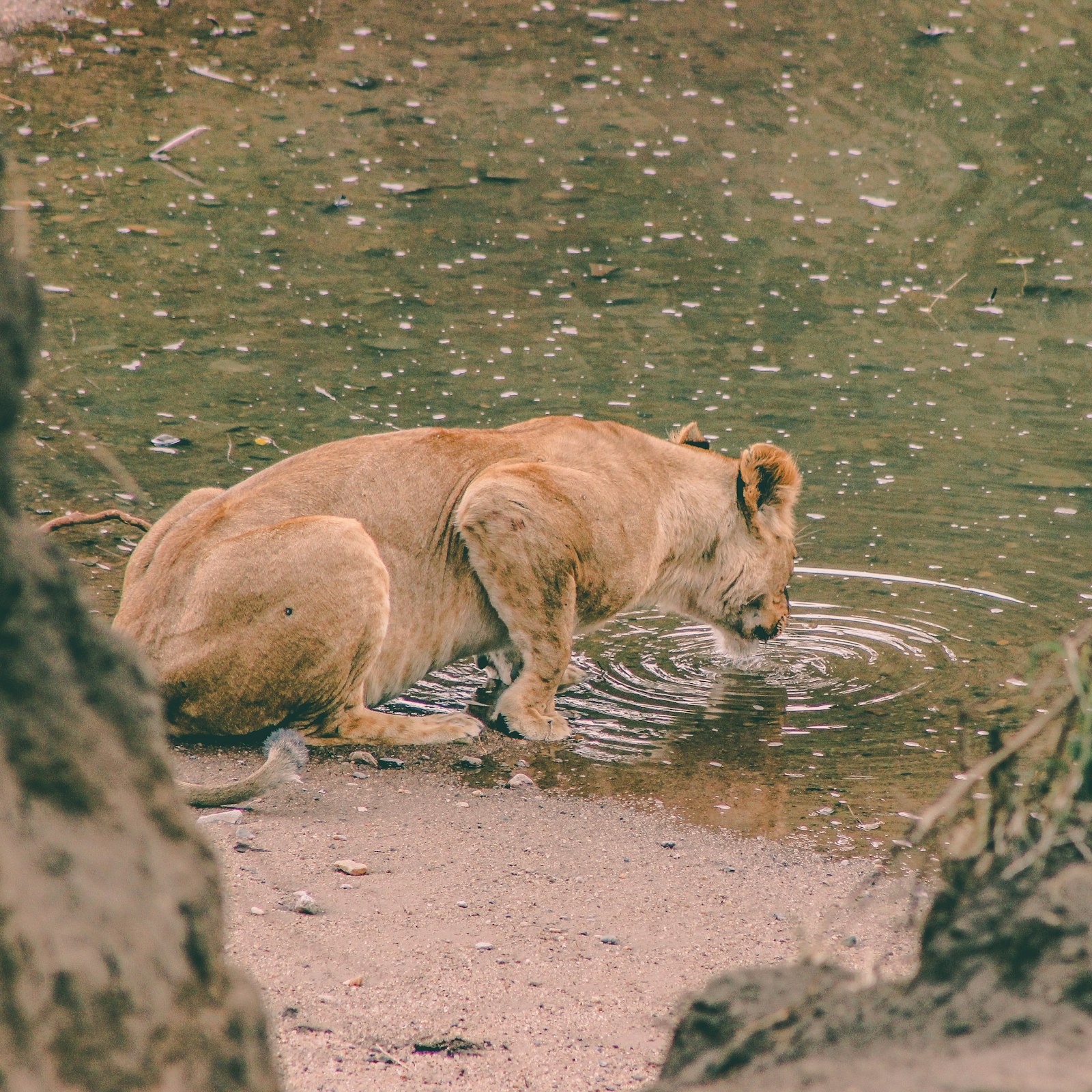 Canon EOS 600D (Rebel EOS T3i / EOS Kiss X5) + Canon EF 75-300mm f/4-5.6 sample photo. Lioness drinking water photography