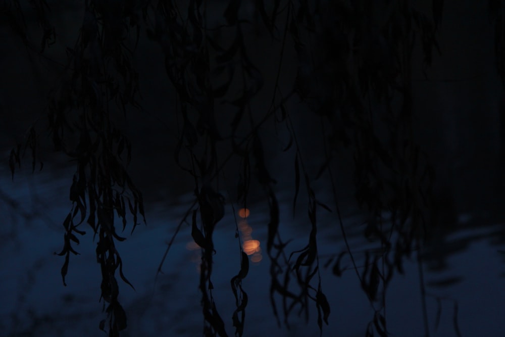 reflection of plants on body of water during daytime