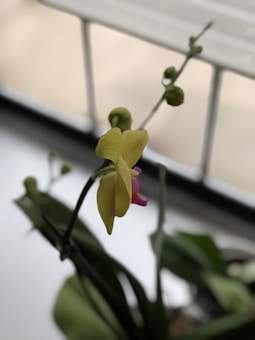 A delicate orchid with vibrant yellow petals and a hint of pink at the center is prominently featured. The background is softly blurred, highlighting the plant, while a window provides natural light.