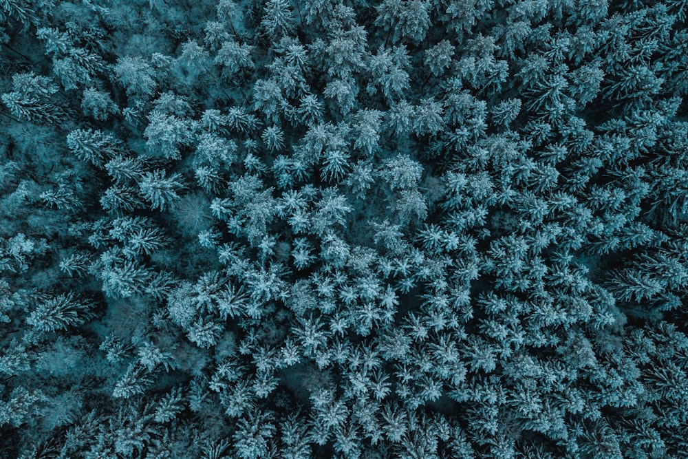 top view of pine trees