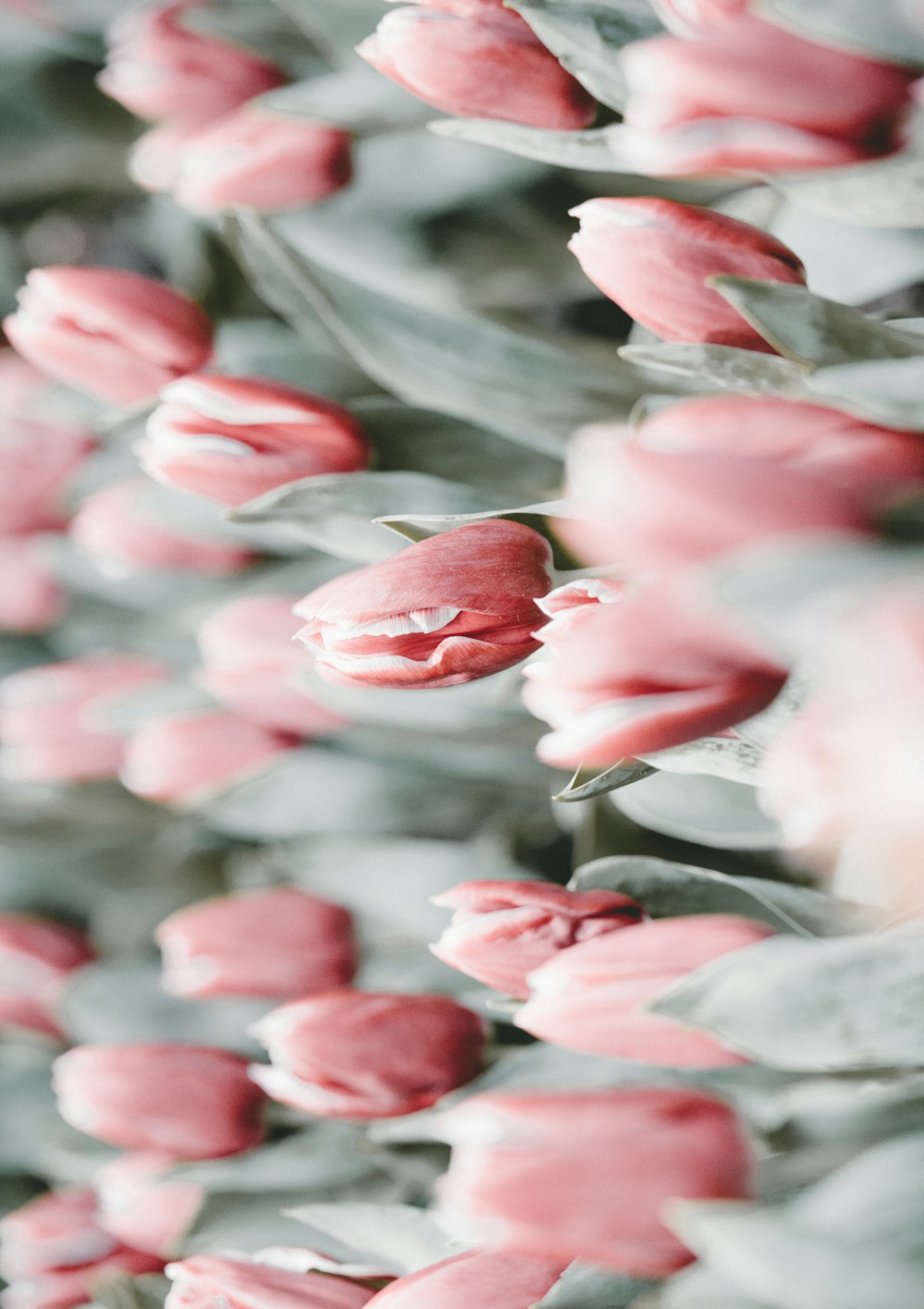 red tulips flowers