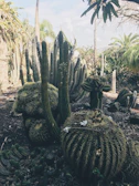 A desert garden featuring various types of cacti, including tall, columnar, and rounder barrel shapes. The ground is dry with sparse vegetation, under a bright sky with palm trees in the background. Some cacti have white flowers blooming.
