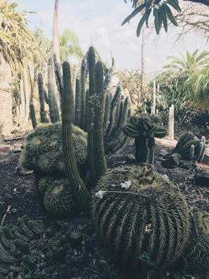 A desert garden featuring various types of cacti, including tall, columnar, and rounder barrel shapes. The ground is dry with sparse vegetation, under a bright sky with palm trees in the background. Some cacti have white flowers blooming.