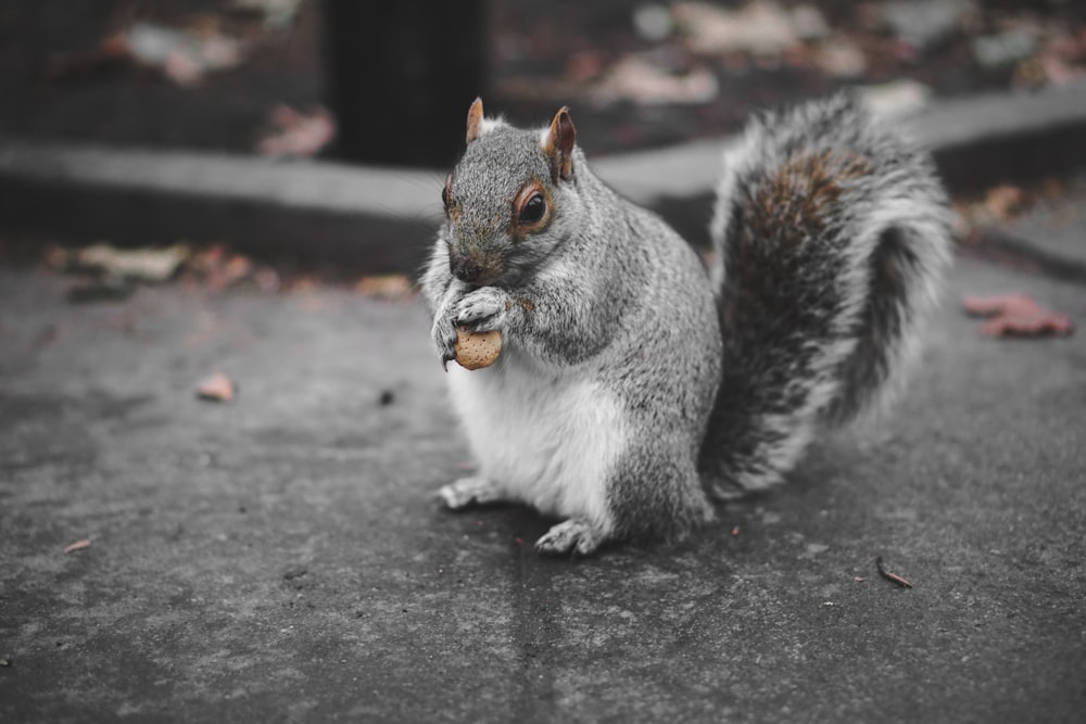 squirrel eating fruit