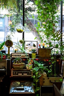 The interior setting features a collection of vintage audio equipment, including cassette decks and a reel-to-reel tape recorder, surrounded by an abundance of green plants. The window in the background allows natural light to illuminate the lush foliage and hanging planter. Decorative elements such as colorful string lights add a cozy and eclectic feel to the space.