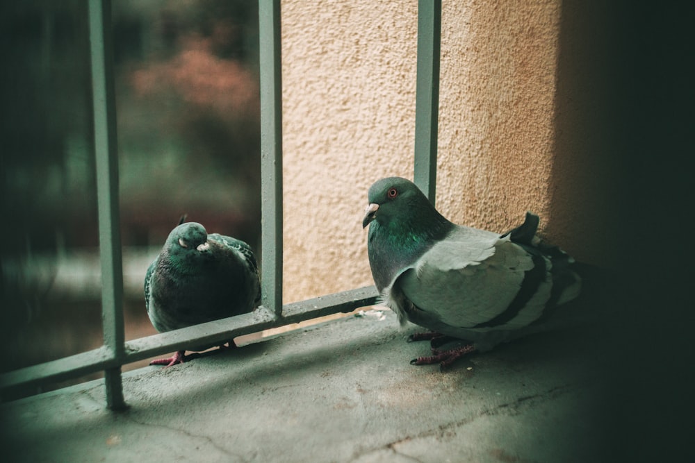 two gray-and-black pigeons on black metal fence