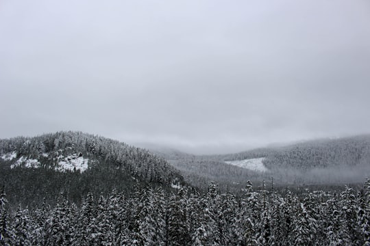forest covered with snow in Whistler Olympic Park Canada