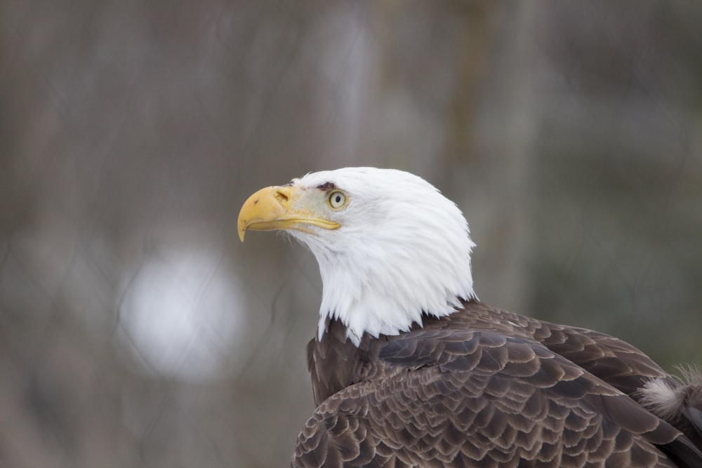 selective focus photography of bald eagle