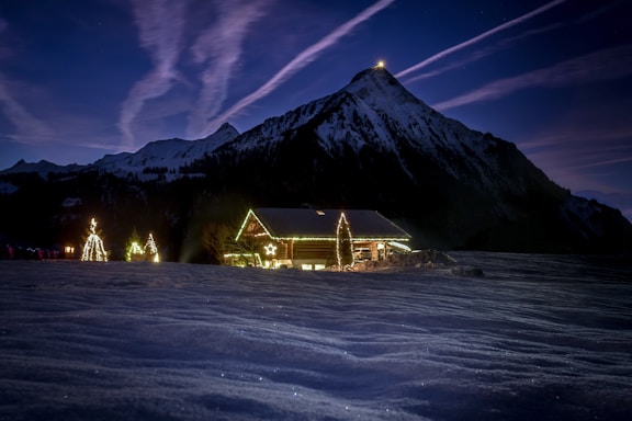 Cozy Christmas tree farm with twinkling lights at dusk.